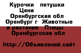 Курочки , петушки › Цена ­ 200-300 - Оренбургская обл., Оренбург г. Животные и растения » Птицы   . Оренбургская обл.